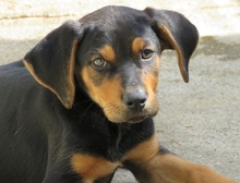 UDO, Hund, Mischlingshund in Oldenburg - Bild 2