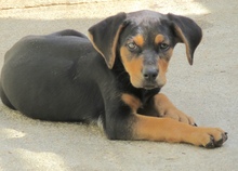 UDO, Hund, Mischlingshund in Oldenburg - Bild 4
