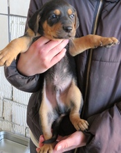 UDO, Hund, Mischlingshund in Oldenburg - Bild 5