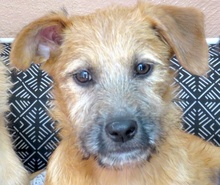 PIA3, Hund, Mischling Terrier-X in Oldenburg - Bild 1