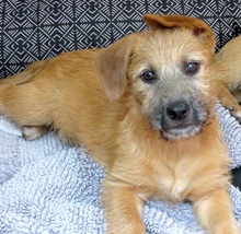 PIA3, Hund, Mischling Terrier-X in Oldenburg - Bild 2
