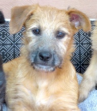 PIA3, Hund, Mischling Terrier-X in Oldenburg - Bild 3