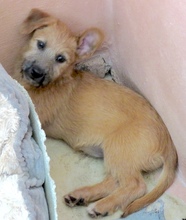PIA3, Hund, Mischling Terrier-X in Oldenburg - Bild 4