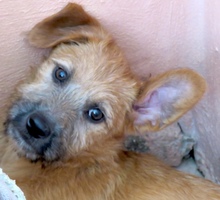 PIA3, Hund, Mischling Terrier-X in Oldenburg - Bild 5