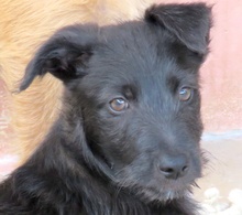 PIPER3, Hund, Mischling Terrier-X in Oldenburg - Bild 1