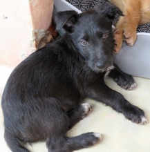 PIPER3, Hund, Mischling Terrier-X in Oldenburg - Bild 3