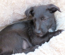PIPER3, Hund, Mischling Terrier-X in Oldenburg - Bild 4