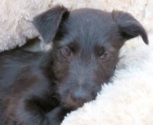 PIPER3, Hund, Mischling Terrier-X in Oldenburg - Bild 5
