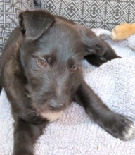 PIPER3, Hund, Mischling Terrier-X in Oldenburg - Bild 6
