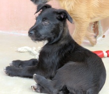 PIPER3, Hund, Mischling Terrier-X in Oldenburg - Bild 7