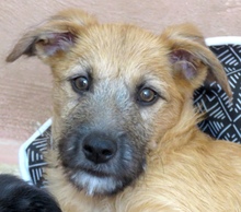 PATSY2, Hund, Mischling Terrier-X in Oldenburg - Bild 1
