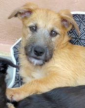 PATSY2, Hund, Mischling Terrier-X in Oldenburg - Bild 2