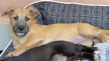 PATSY2, Hund, Mischling Terrier-X in Oldenburg - Bild 3