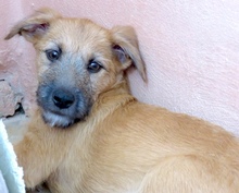 PATSY2, Hund, Mischling Terrier-X in Oldenburg - Bild 4