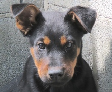 OSCAR8, Hund, Mischling Dobermann-X in Oldenburg - Bild 1