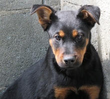 OSCAR8, Hund, Mischling Dobermann-X in Oldenburg - Bild 2