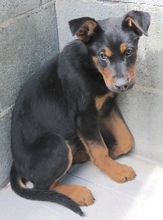 OSCAR8, Hund, Mischling Dobermann-X in Oldenburg - Bild 3