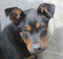 OSCAR8, Hund, Mischling Dobermann-X in Oldenburg - Bild 4