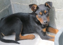 OSCAR8, Hund, Mischling Dobermann-X in Oldenburg - Bild 5