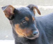 OSCAR8, Hund, Mischling Dobermann-X in Oldenburg - Bild 6