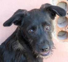 PERCY, Hund, Mischling Terrier-X in Oldenburg - Bild 1