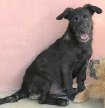 PERCY, Hund, Mischling Terrier-X in Oldenburg - Bild 3