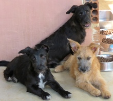 PERCY, Hund, Mischling Terrier-X in Oldenburg - Bild 5