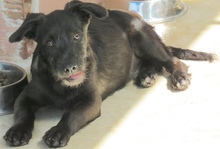 PERCY, Hund, Mischling Terrier-X in Oldenburg - Bild 6