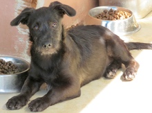 PERCY, Hund, Mischling Terrier-X in Oldenburg - Bild 7