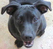 LANTUS, Hund, Mischling Pinscher-X in Oldenburg - Bild 1