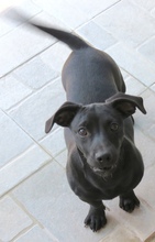 LANTUS, Hund, Mischling Pinscher-X in Oldenburg - Bild 2