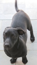 LANTUS, Hund, Mischling Pinscher-X in Oldenburg - Bild 3