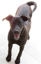 LANTUS, Hund, Mischling Pinscher-X in Oldenburg - Bild 5