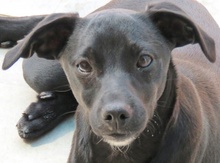 STEN, Hund, Mischling Pinscher-X in Oldenburg - Bild 1