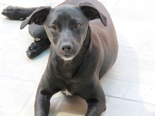 STEN, Hund, Mischling Pinscher-X in Oldenburg - Bild 2