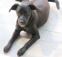 STEN, Hund, Mischling Pinscher-X in Oldenburg - Bild 3