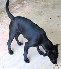 STEN, Hund, Mischling Pinscher-X in Oldenburg - Bild 4