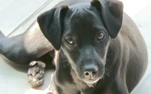 STEN, Hund, Mischling Pinscher-X in Oldenburg - Bild 5