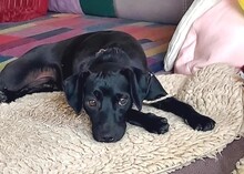 STEN, Hund, Pinscher-Mix in Nienstädt