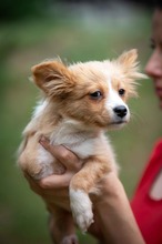 BELLINI, Hund, Mischlingshund in Ungarn - Bild 1
