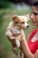 BELLINI, Hund, Mischlingshund in Ungarn - Bild 11