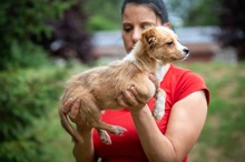 BELLINI, Hund, Mischlingshund in Ungarn - Bild 12