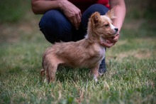 BELLINI, Hund, Mischlingshund in Ungarn - Bild 2