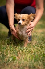 BELLINI, Hund, Mischlingshund in Ungarn - Bild 3