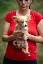 BELLINI, Hund, Mischlingshund in Ungarn - Bild 4