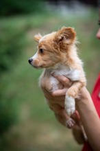 BELLINI, Hund, Mischlingshund in Ungarn - Bild 5