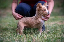 BELLINI, Hund, Mischlingshund in Ungarn - Bild 6