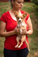 BELLINI, Hund, Mischlingshund in Ungarn - Bild 7