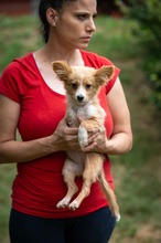 BELLINI, Hund, Mischlingshund in Ungarn - Bild 8