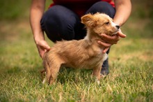BELLINI, Hund, Mischlingshund in Ungarn - Bild 9